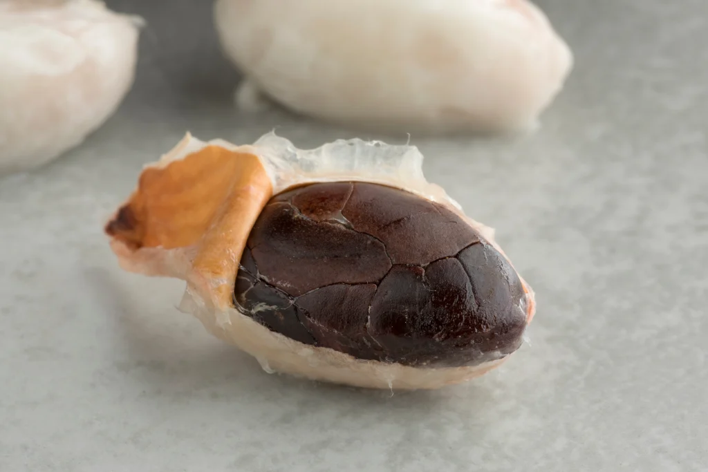 A cacao pod half unwrapped